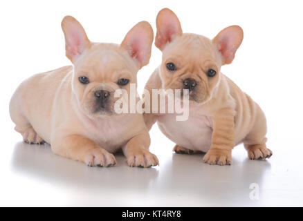 Deux chiots bouledogue français sur fond blanc Banque D'Images