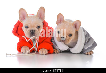 Deux Chiots bulldog français portant des manteaux d'hiver Banque D'Images