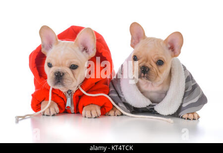 Deux Chiots bulldog français portant des manteaux d'hiver Banque D'Images