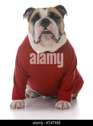 Femelle bulldog Anglais pull porter du rouge sur fond blanc Banque D'Images