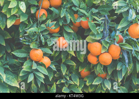 Les branches avec les fruits de l'arbres de mandarine Banque D'Images