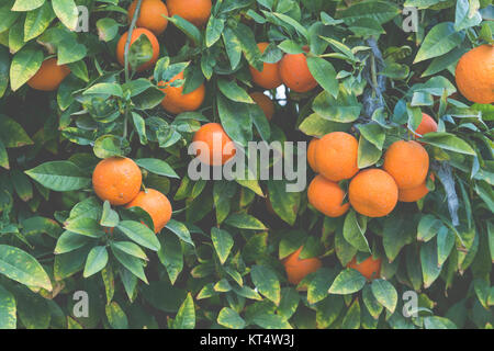 Les branches avec les fruits de l'arbres de mandarine Banque D'Images