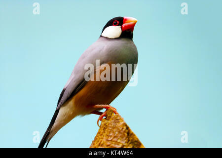 (Java sparrow Padda oryzivora) assis sur le dessus d'un tronc d'arbre en face d'un ciel bleu Banque D'Images