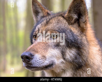 European wolf (Canis lupus) closeup portrait dans la forêt naturelle à l'habitat à l'autre Banque D'Images