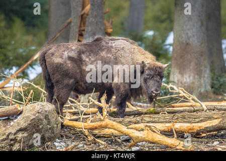 Le bison d'Europe (Bison bonasus), également connu sous le nom de bison ou le bison des bois dans l'habitat forestier de montagne permanent Banque D'Images
