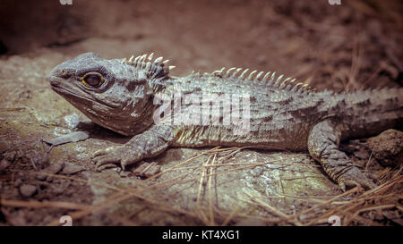 Native de soleil Tuatara. Cet animal est endémique de Nouvelle-Zélande vintage toning Banque D'Images