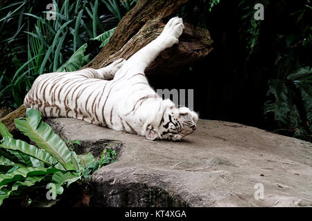 Albino Bengal Tiger Banque D'Images