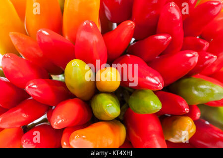 Composition de coloré décoration peppers isolé sur fond blanc Banque D'Images