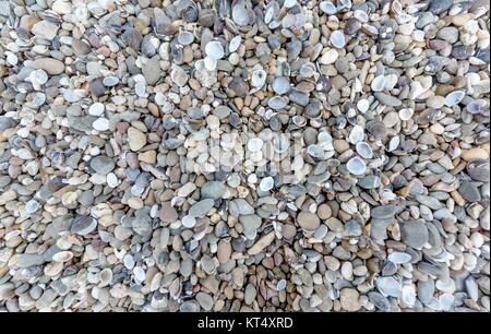 Coquillages et pierres sur la Riverbank comme arrière-plan Banque D'Images