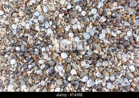 Coquillages et pierres sur la Riverbank comme arrière-plan Banque D'Images