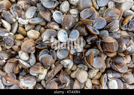 Coquillages et pierres sur la Riverbank comme arrière-plan Banque D'Images