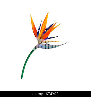 Le Rendu 3D Fleur de Strelitzia on White Banque D'Images