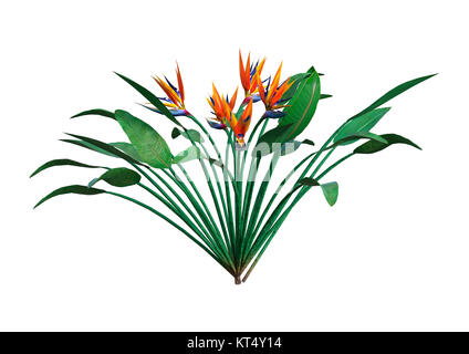 Strelitzia Rendu 3D on White Banque D'Images