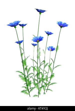 Le Rendu 3D Fleurs Cosmos on White Banque D'Images