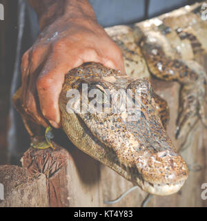 Yeux des jeunes caiman noir capturé par un indigène de la jungle Banque D'Images