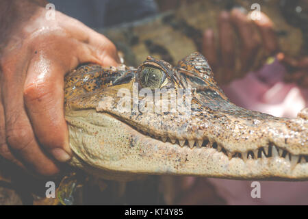 Yeux des jeunes caiman noir capturé par un indigène de la jungle Banque D'Images