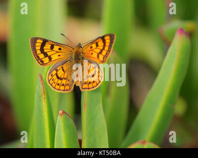 Rauparahas Nouvelle-zélande natale papillon Cuivre (Lycaena rauparaha) sur la végétation des dunes côtières Banque D'Images