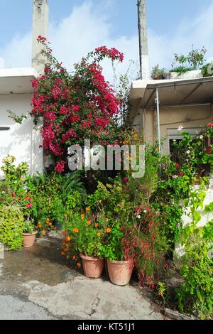 Crete,fleurs en pot à l'entrée Banque D'Images