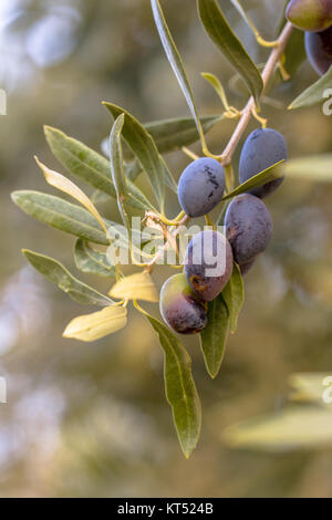 Détail de l'olives noires du groupe sur l'olivier (Olea europaea) sur campagne grecque en Péloponnèse Banque D'Images