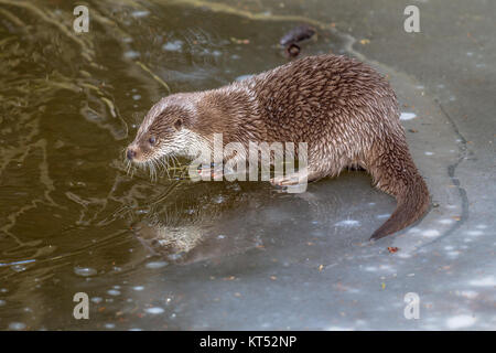 Les poissons d'Europe la loutre (Lutra lutra) sur la glace du lac gelé en hiver Banque D'Images