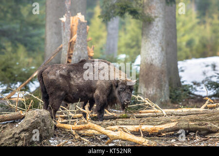 Le bison d'Europe (Bison bonasus), également connu sous le nom de bison ou l'itinérance du bison des bois dans l'habitat forestier de montagne Banque D'Images