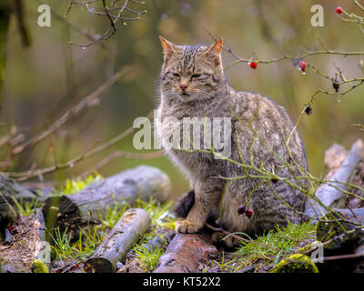 Chat Sauvage Européen (Felis silvestris) à des buissons détendue dans une forêt un jour de pluie Banque D'Images