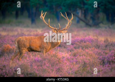 Homme red deer (Cervus elaphus) avec d'énormes bois pendant la saison des amours sur la Hoge Veluwe, Pays-Bas Banque D'Images