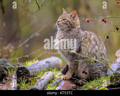 Chat Sauvage Européen (Felis silvestris) à doux dans la forêt depuis les buissons un jour de pluie Banque D'Images