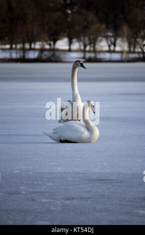 deux cygnes donc un couple assis sur la glace et debout. Banque D'Images