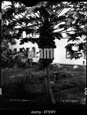 Papaya Tree (1), photo de Frère Bertram Banque D'Images