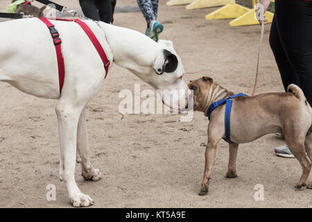 Dane dog sniffing Grear petit chien Banque D'Images