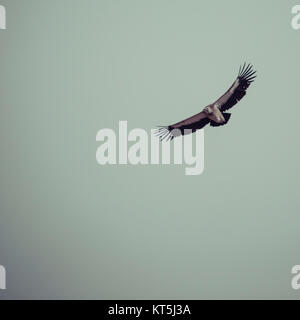 Vautour fauve en vol. Banque D'Images