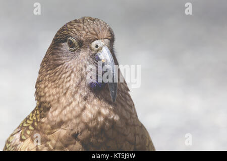 Kea, mondes seulement parrot alpin seulement trouvé en Nouvelle Zélande Banque D'Images