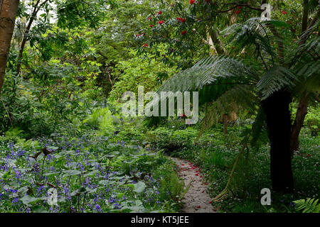 Dicksonia Antartica,tree fern,Allium ursinum,jacinthes sauvages,ail,fleurs,blanc,les jardins de Mount Usher Wicklow,William Robinson,jardin,Robinsonian Sprin Banque D'Images