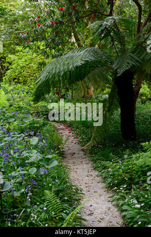 Dicksonia Antartica,tree fern,Allium ursinum,jacinthes sauvages,ail,fleurs,blanc,les jardins de Mount Usher Wicklow,William Robinson,jardin,Robinsonian Sprin Banque D'Images