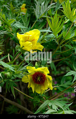 Paeonia suffruticosa pivoine arbustive,Jaune,Jardins de Mount Usher,Wicklow,William Robinson,Robinsonian,jardin,printemps,Ireland,jardins floraux RM Banque D'Images