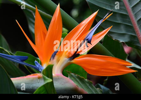 Une belle fleur d'oiseau d'orange de paradis fleurit dans les jardins. Pétales d'orange vif de l'oiseau de la fleur paradisiaque. Bouquet floral. Banque D'Images