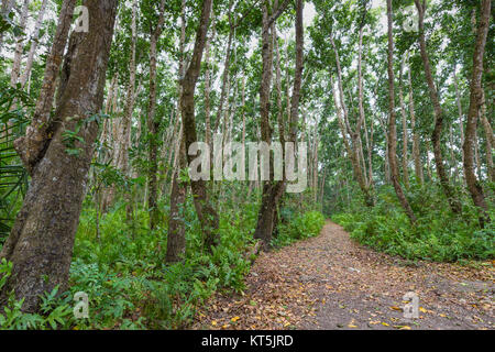 La forêt de Jozani, Zanzibar, Tanzanie Banque D'Images