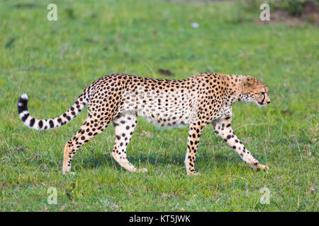 Un Guépard (Acinonyx jubatus) sur la Masai Mara National Reserve safari dans le sud-ouest du Kenya. Banque D'Images