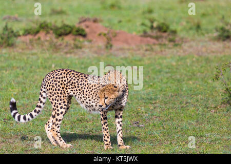 Un Guépard (Acinonyx jubatus) sur la Masai Mara National Reserve safari dans le sud-ouest du Kenya. Banque D'Images