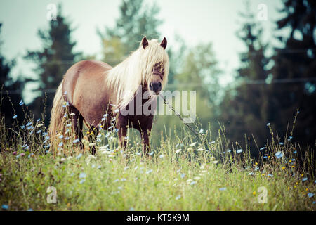 Cheval, Suwalszczyzna, Pologne Banque D'Images