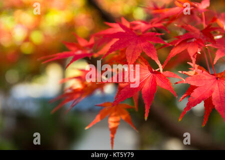 Feuille d'érable à l'automne Banque D'Images