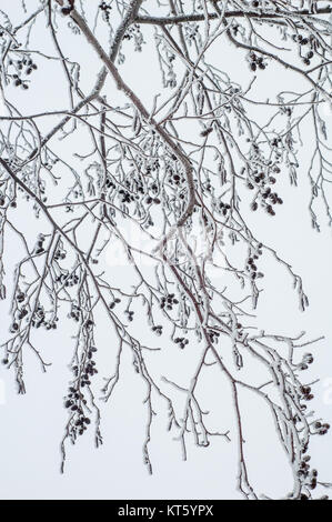 Branches d'Aulne couvert de givre, close-up Banque D'Images