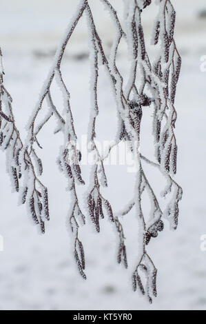 Branches d'Aulne couvert de givre, close-up Banque D'Images