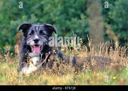 Border Collie Banque D'Images