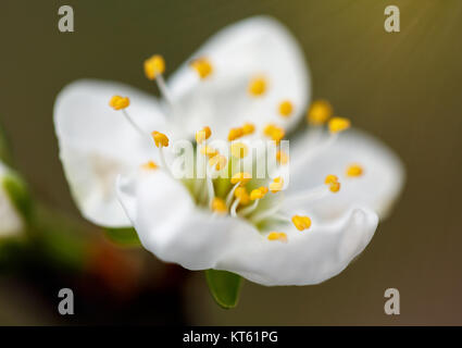 Fleurs blanches des cerisiers en fleurs sur une branche d'arbre Banque D'Images