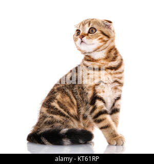 Cute cat Scottish Fold rayures bicolore blanc sur l'emplacement Banque D'Images