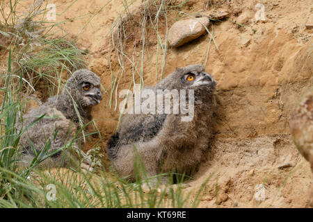 Grand hiboux / Europaeische Uhus ( Bubo bubo ), les jeunes poussins, se cacher derrière l'herbe dans un bac à sable, regarder, haletant, de la faune, de l'Europe. Banque D'Images