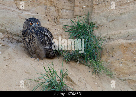 Grand hibou / Europäischer Uhu ( Bubo bubo ) jeune oiseau, assis dans la pente d'une carrière de sable, secret, à regarder avec prudence et de la faune, de l'Europe. Banque D'Images