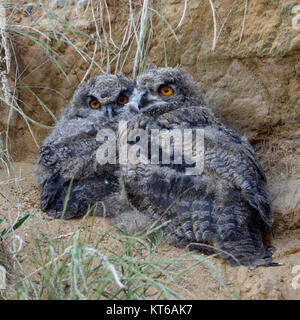 Grand hiboux / Europaeische Uhus ( Bubo bubo ), les jeunes poussins, assis à côté de l'autre derrière l'herbe dans un bac à sable, de la faune, de l'Europe. Banque D'Images